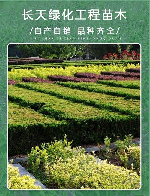黄葛兰的种植要点有哪些？