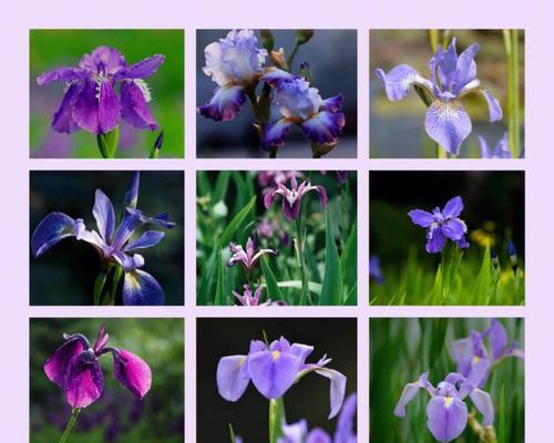 什么花的花语是自由？哪种花象征着自由和独立？