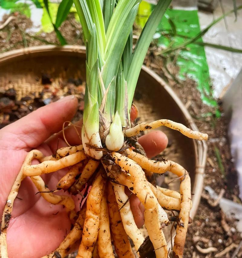 宽叶兰花的养殖要点是什么？如何处理常见问题？