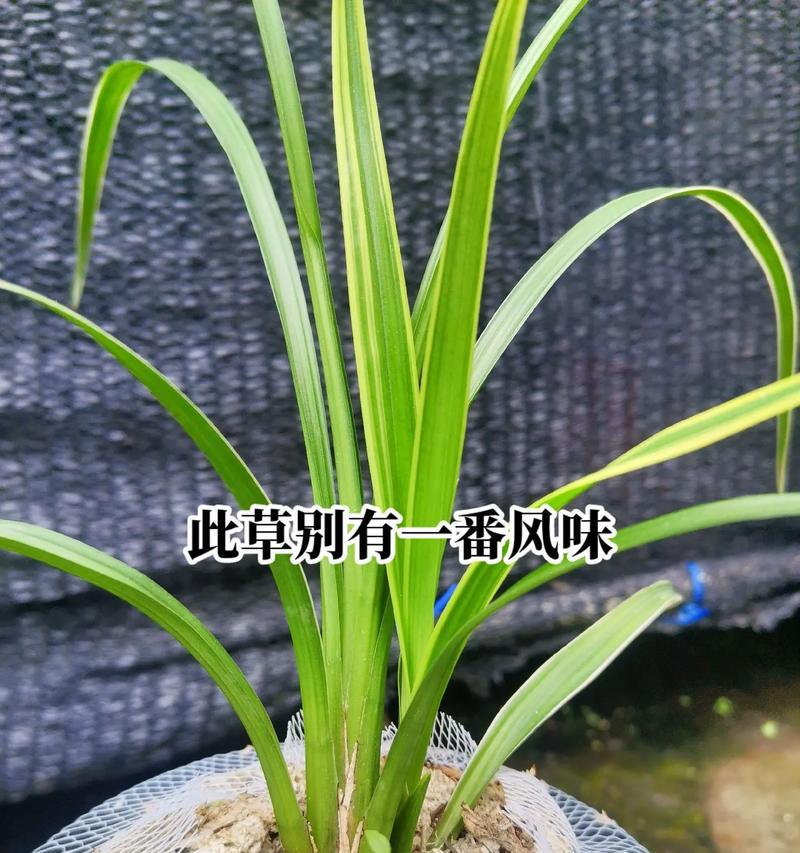 宽叶兰花的养殖要点是什么？如何处理常见问题？