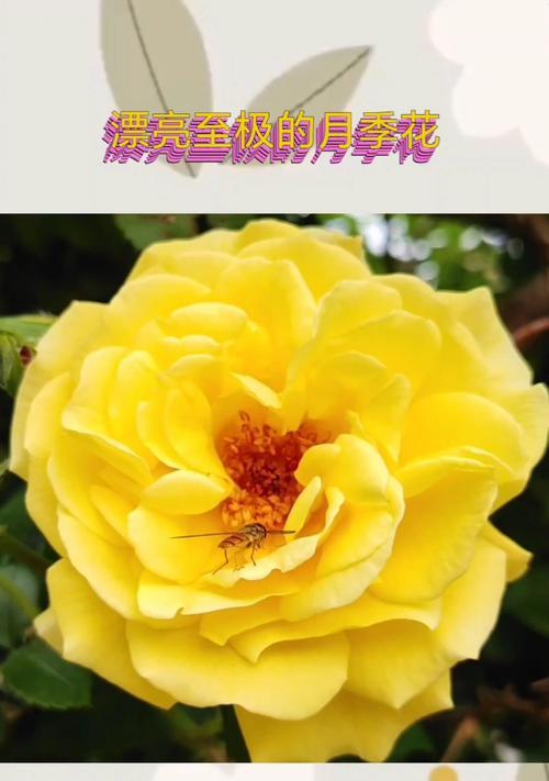 月季花代表的含义是什么？