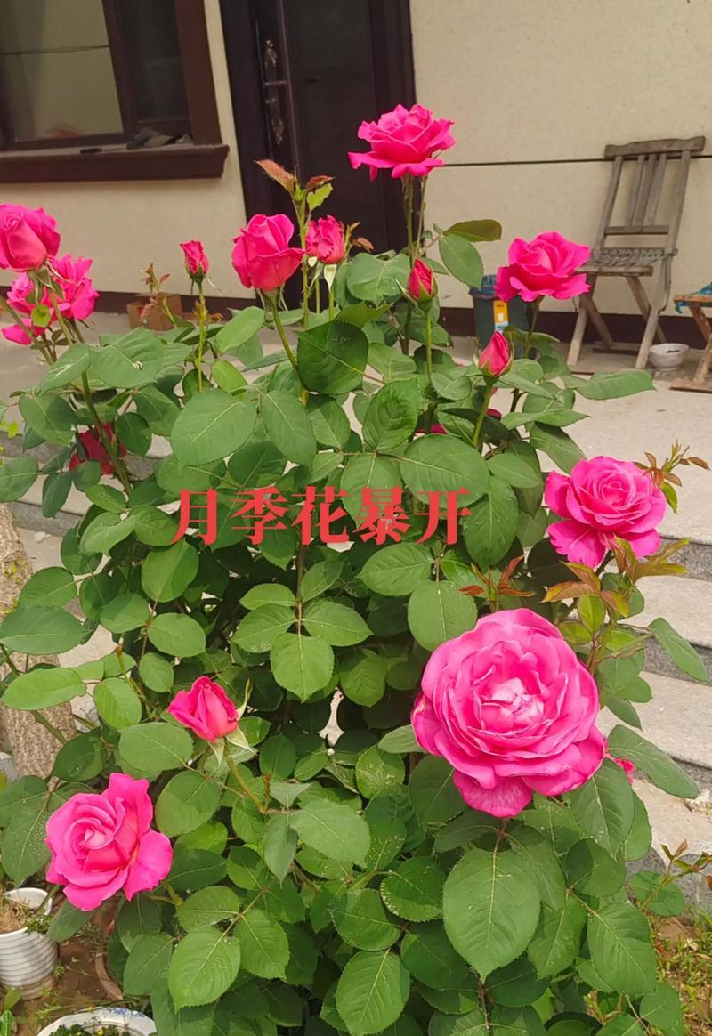 月季花代表的含义是什么？