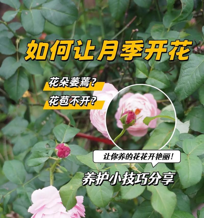 月季花代表的含义是什么？