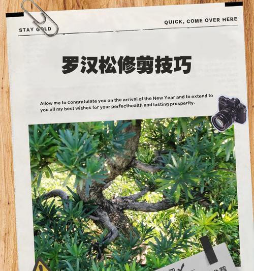 松树盆景修剪的技巧和注意事项是什么？