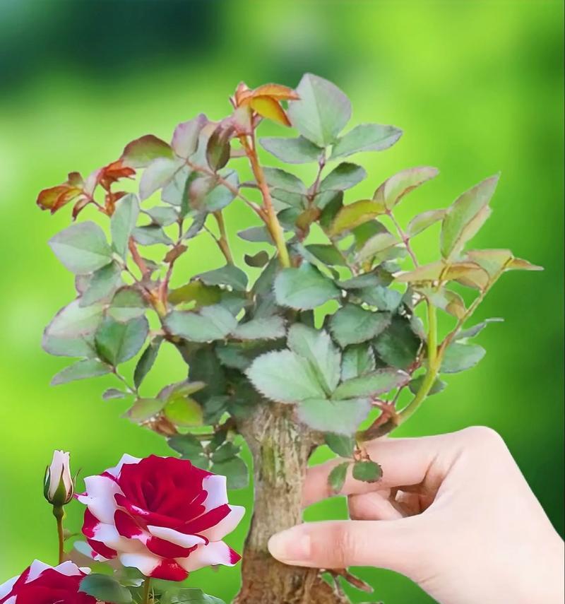 玫瑰花属于什么植物？它的分类和特性是什么？