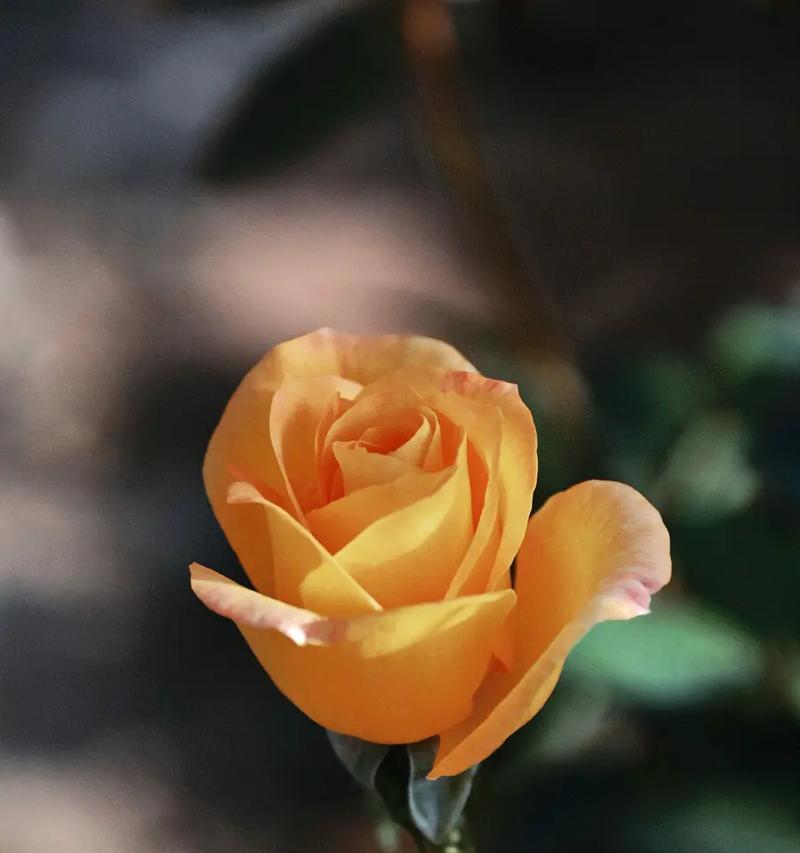 玫瑰花属于什么植物？它的分类和特性是什么？