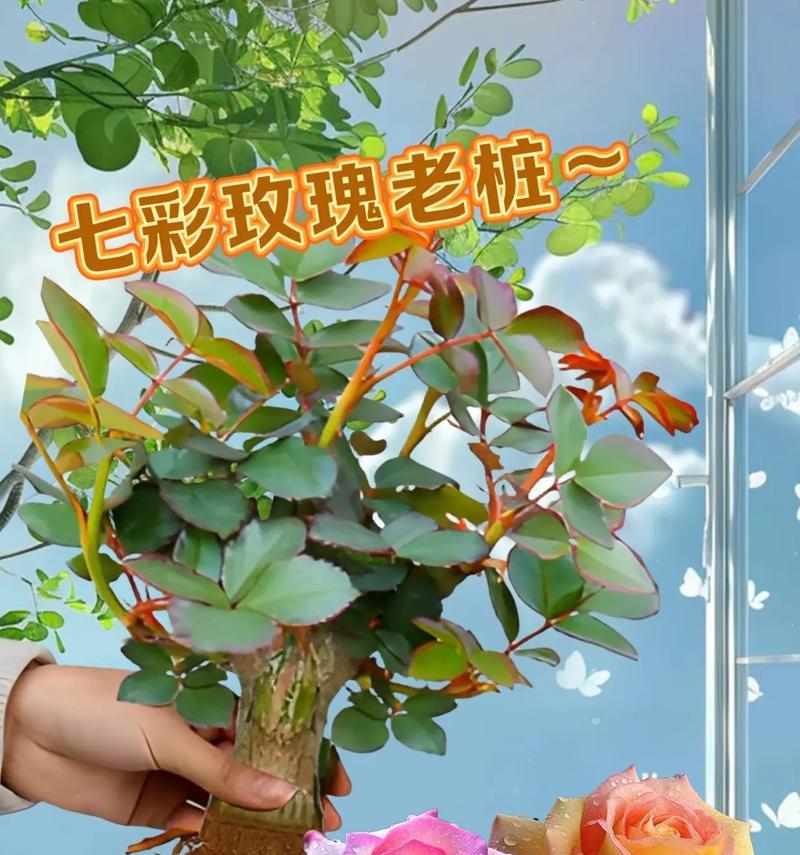 玫瑰花属于什么植物？它的分类和特性是什么？