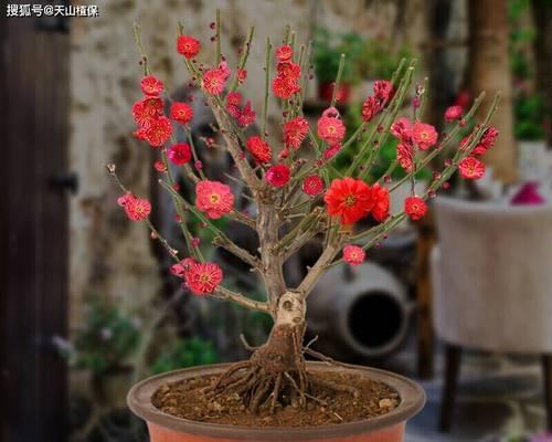 冬季花卉有哪些种类？如何选择适合的冬季花卉？