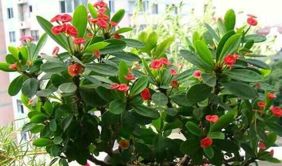 冬季花卉有哪些种类？如何选择适合的冬季花卉？