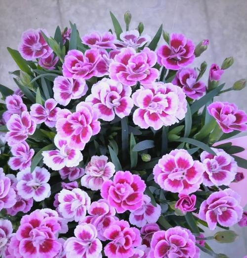 冬季花卉有哪些种类？如何选择适合的冬季花卉？