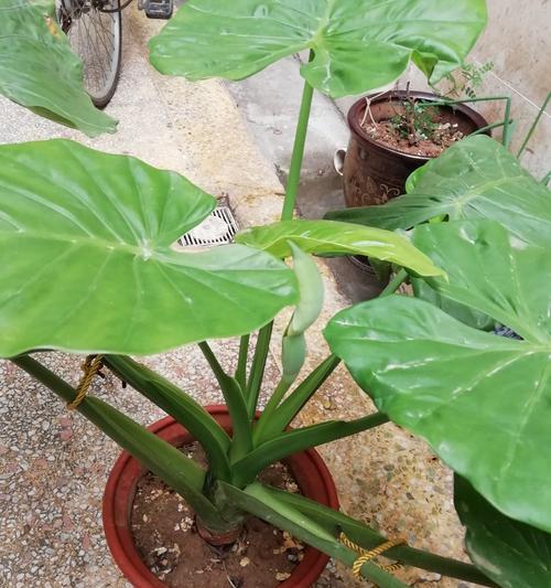 滴水观音开花的条件是什么？
