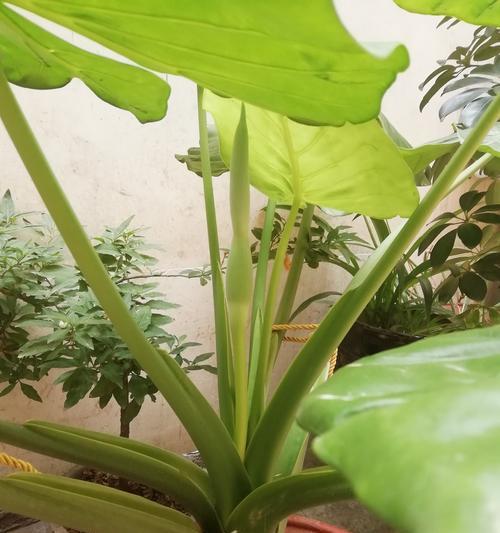 滴水观音开花的条件是什么？