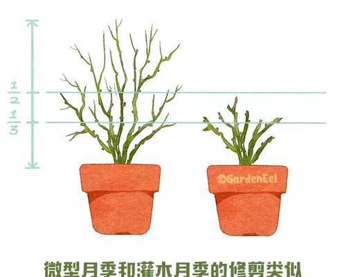 月季修剪的正确方法和注意事项有哪些？