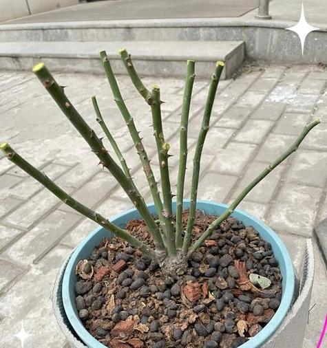月季修剪的正确方法和注意事项有哪些？