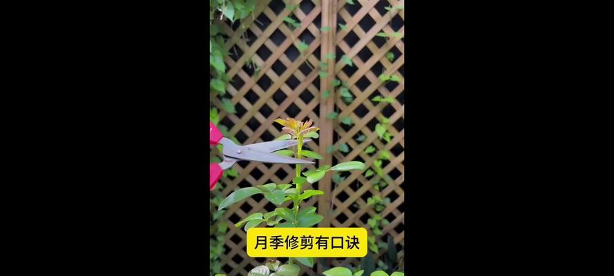 月季修剪的正确方法和注意事项有哪些？