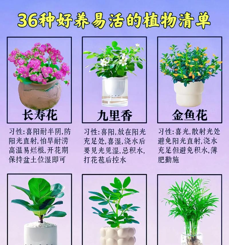 植物猫眼的养殖技巧有哪些？