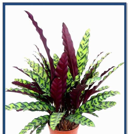 植物猫眼的养殖技巧有哪些？