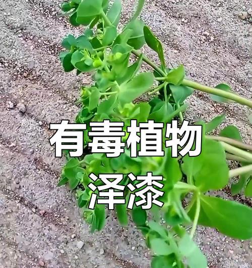 植物猫眼的养殖技巧有哪些？