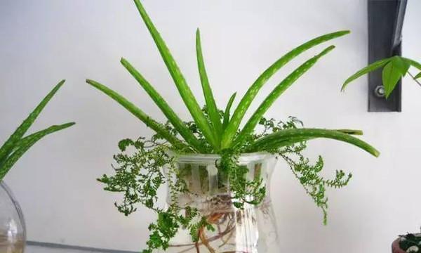 水植物盆栽的养殖技巧有哪些？