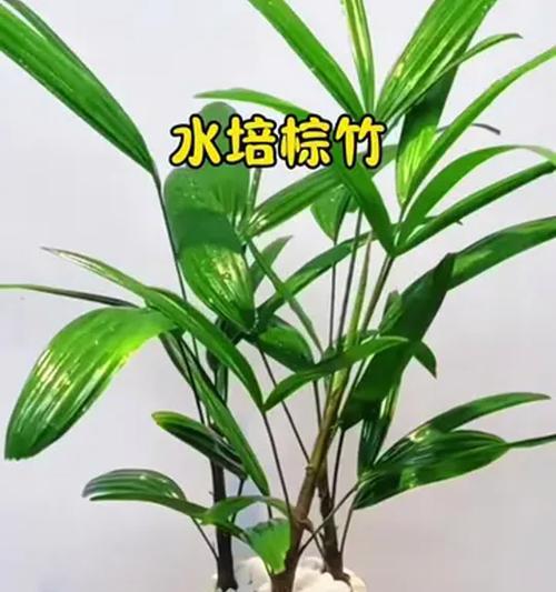 水植物盆栽的养殖技巧有哪些？