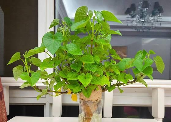 水植物盆栽的养殖技巧有哪些？