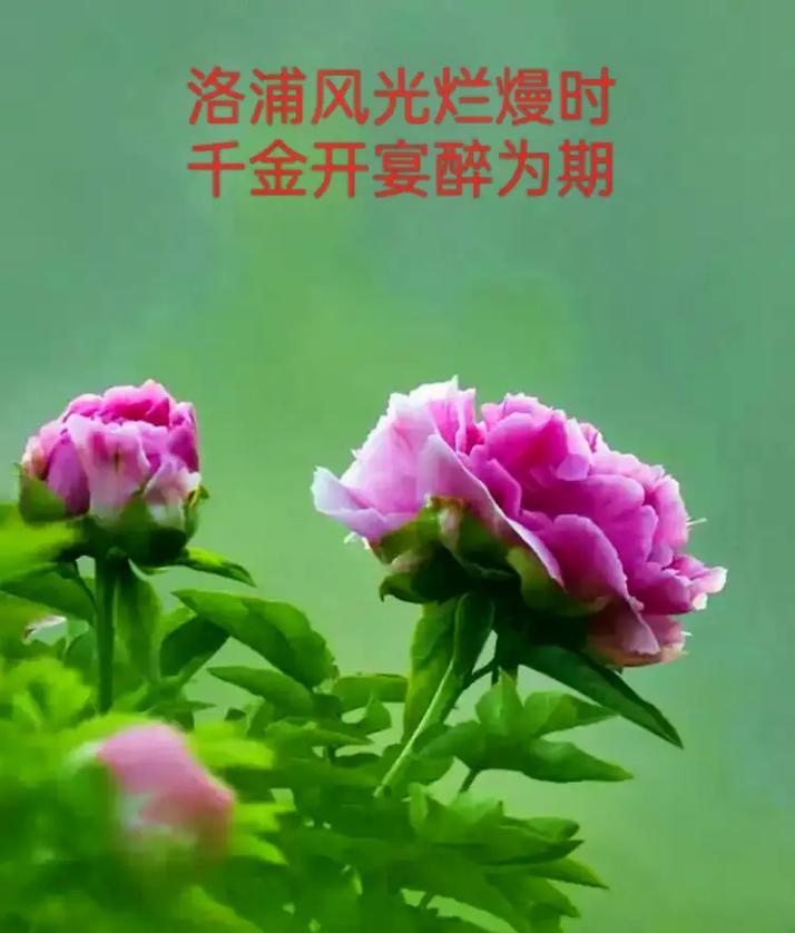 品种牡丹有哪些？如何养护品种牡丹？