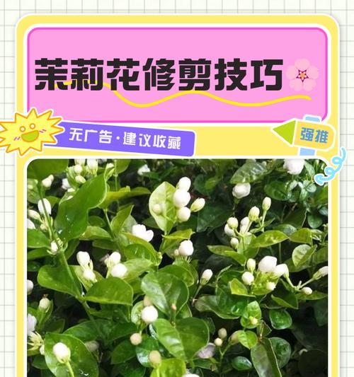 非洲茉莉修剪方法是什么？修剪后如何护理？