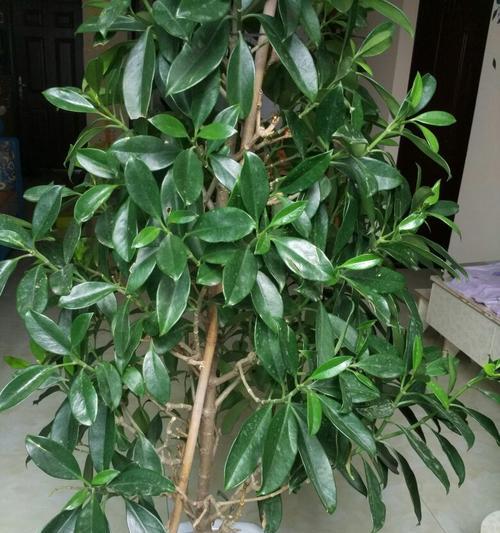 非洲茉莉修剪方法是什么？修剪后如何护理？
