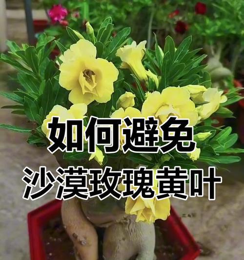 沙漠玫瑰不开花的常见原因有哪些？