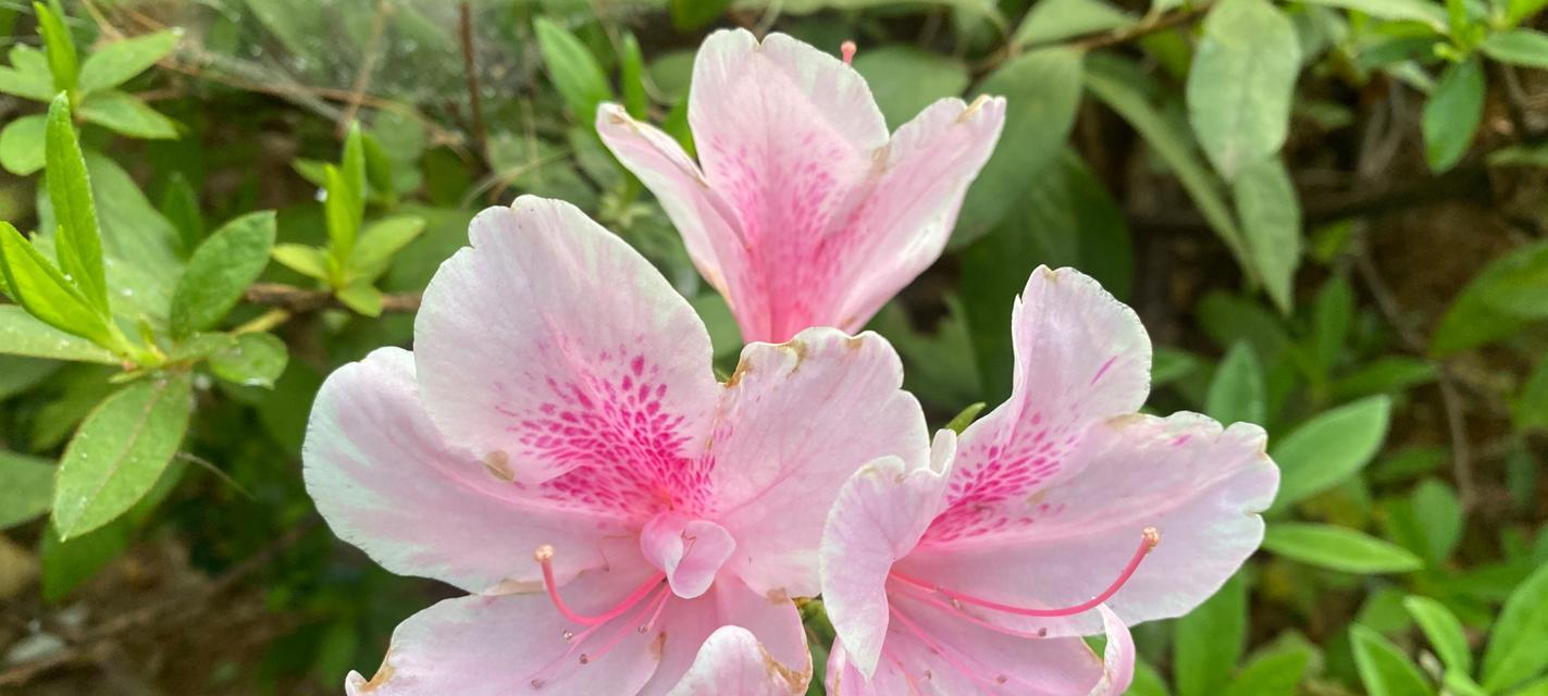 杜鹃花所有品种是什么？如何挑选最美丽的杜鹃花？