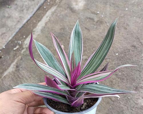 紫背植物的繁殖方法是什么？