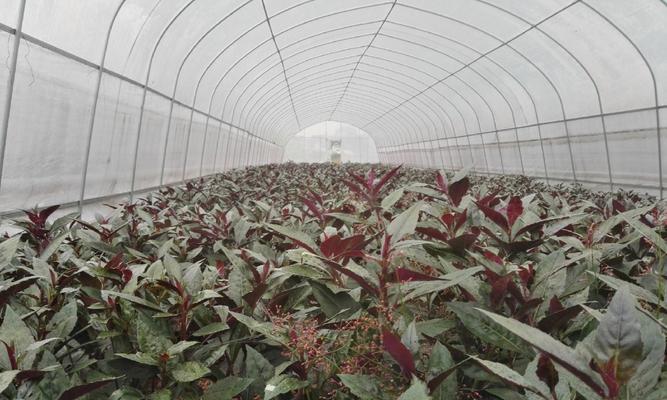 紫背植物的繁殖方法是什么？