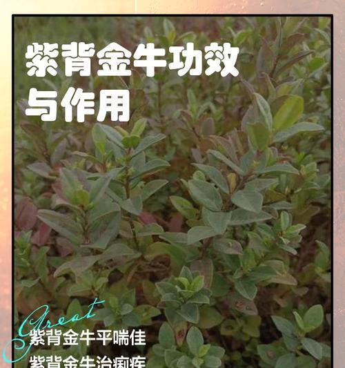 紫背植物的繁殖方法是什么？