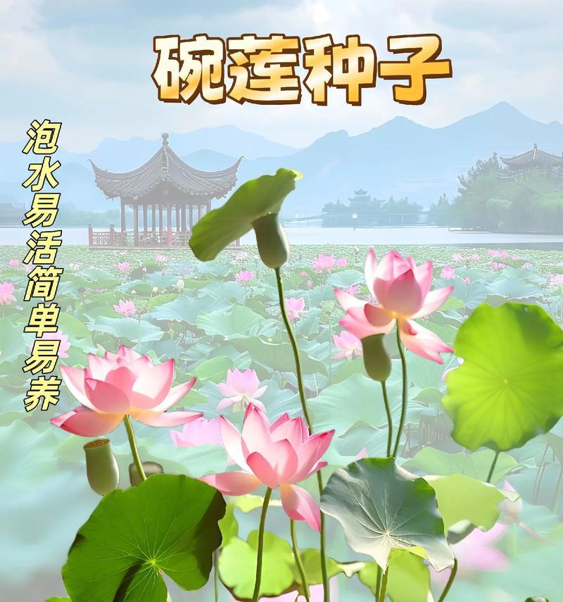 碗莲种植的最佳时间是什么时候？碗莲何时入泥最佳？
