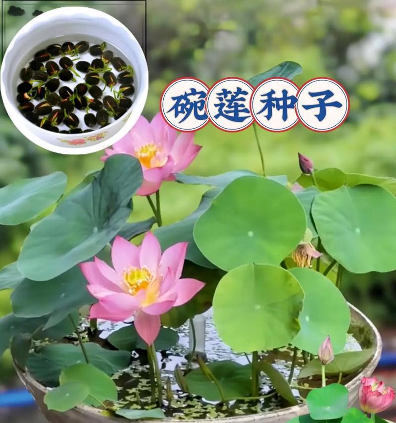 碗莲种植的最佳时间是什么时候？碗莲何时入泥最佳？