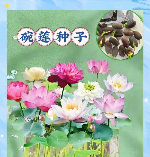 碗莲种植的最佳时间是什么时候？碗莲何时入泥最佳？