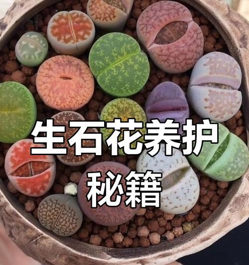 哪些生石花品种外观最吸引人？如何养护？