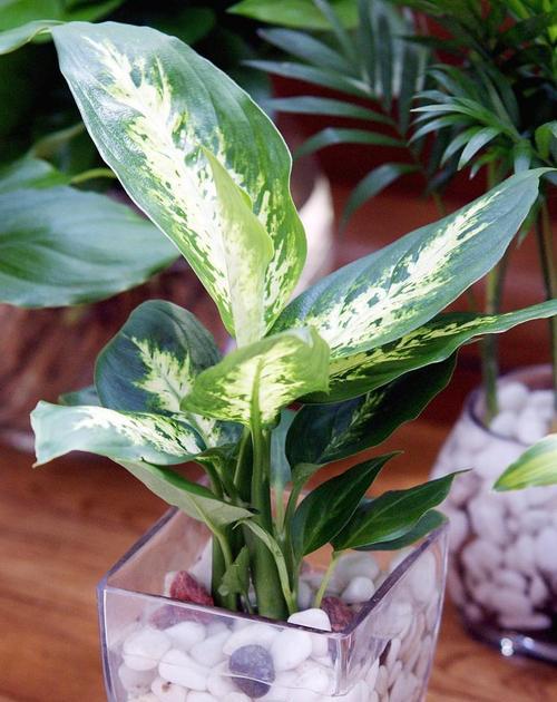 万年青种植技巧和养护要点有哪些？