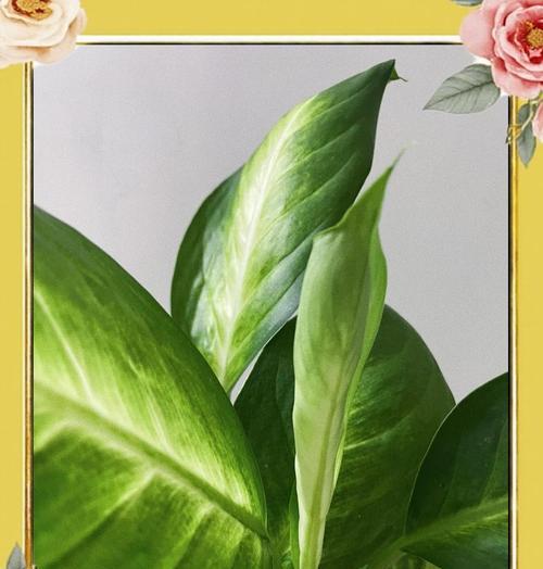 万年青种植技巧和养护要点有哪些？