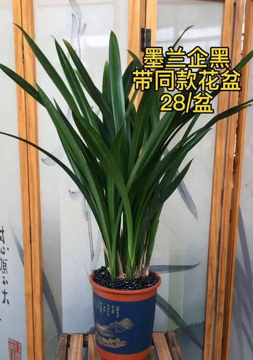 墨兰适合什么样的花盆？如何选择适合墨兰的花盆？