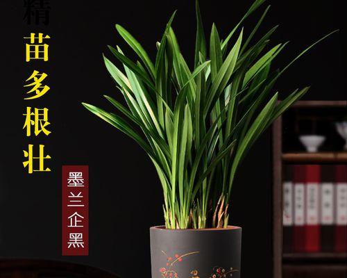 墨兰适合什么样的花盆？如何选择适合墨兰的花盆？