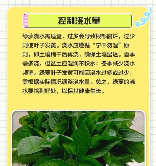 绿萝叶子变黑是什么问题？如何预防和处理？