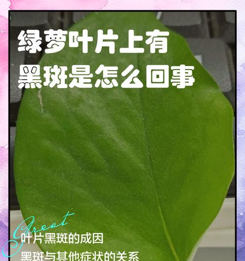 绿萝叶子变黑是什么问题？如何预防和处理？