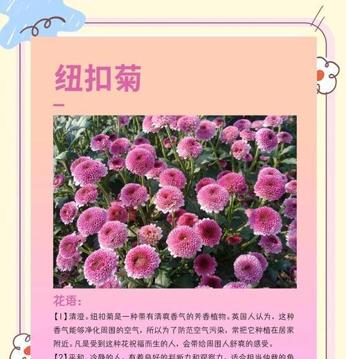 小菊花的养护方法有哪些？