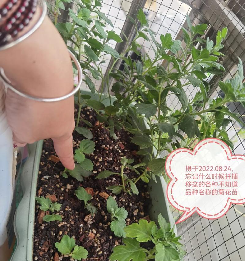 小菊花的养护方法有哪些？
