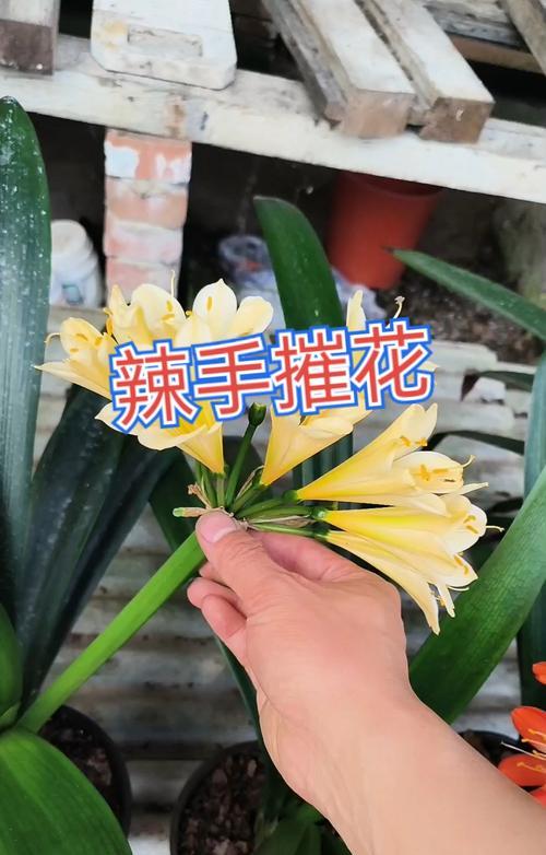 君子兰授粉的正确方法和注意事项是什么？
