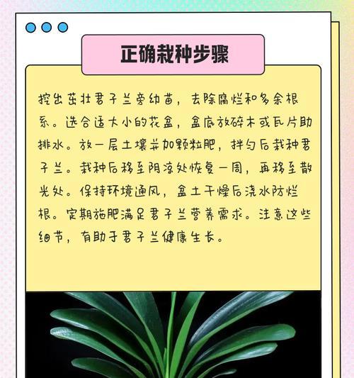 君子兰授粉的正确方法和注意事项是什么？