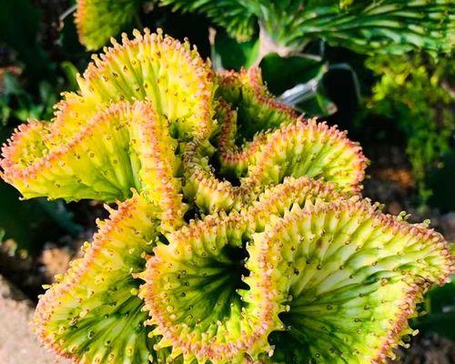 金麒麟花怎么养殖？金麒麟花的养殖技巧是什么？