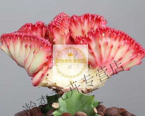 金麒麟花怎么养殖？金麒麟花的养殖技巧是什么？