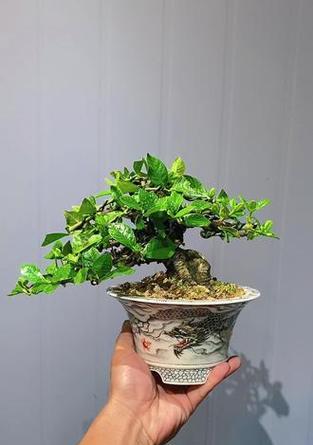 栀子花盆景制作的步骤是什么？